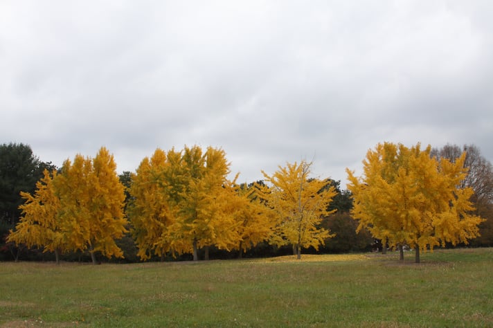 Arboretum_Gingko4.jpg