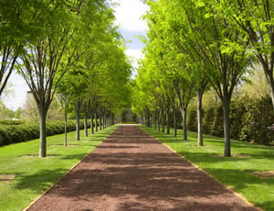 Arboretum_May_allee-1