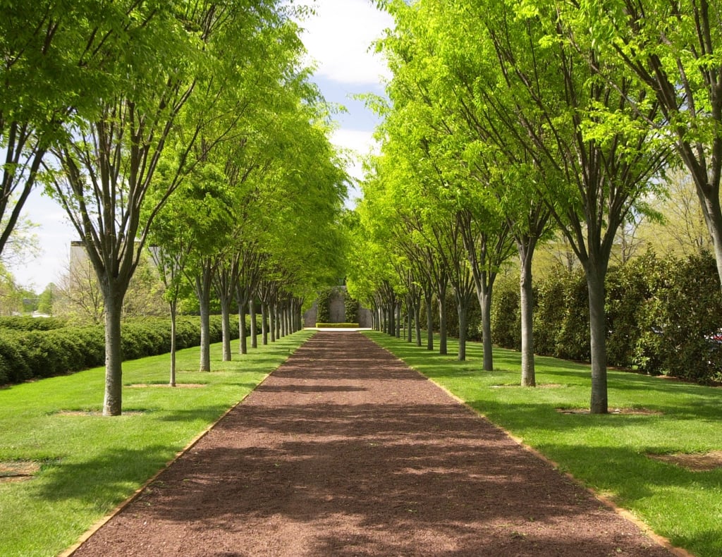 Arboretum_May_allee.jpg