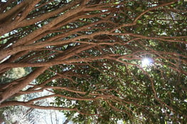 Arborteum Canopy