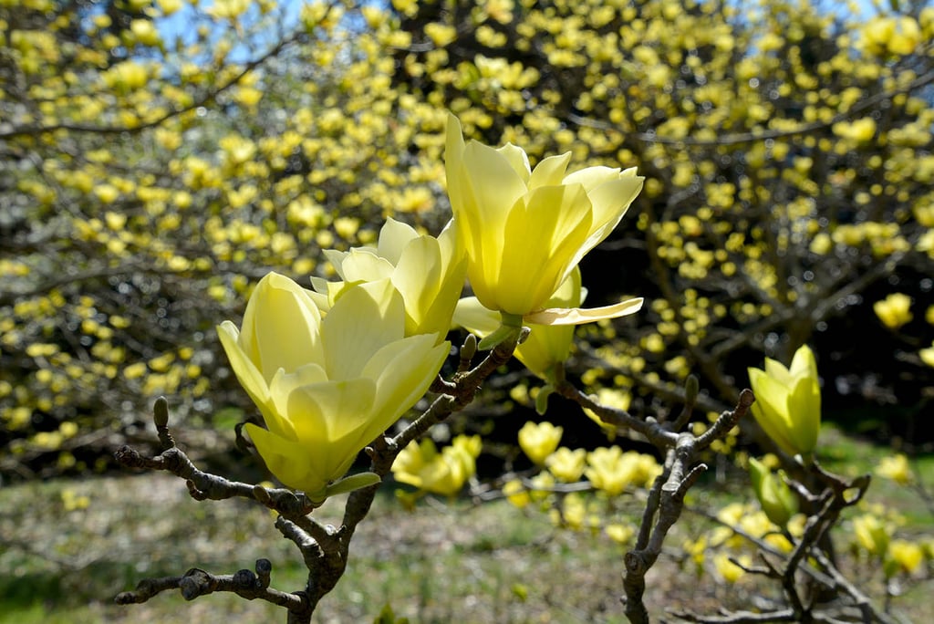 Yellow Magnolia reduced (1).jpg